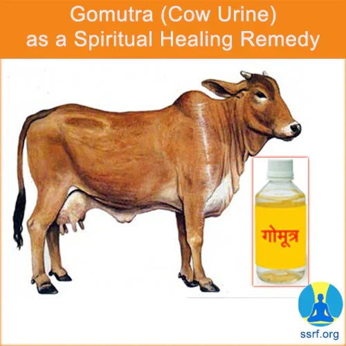 Illustration of a cow next to a bottle labeled Gomutra (Cow Urine)