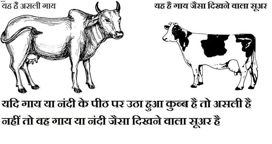 Illustration comparing desi cow and Jersey cow breeds