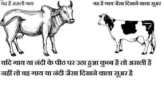 Illustration comparing desi cow and Jersey cow breeds